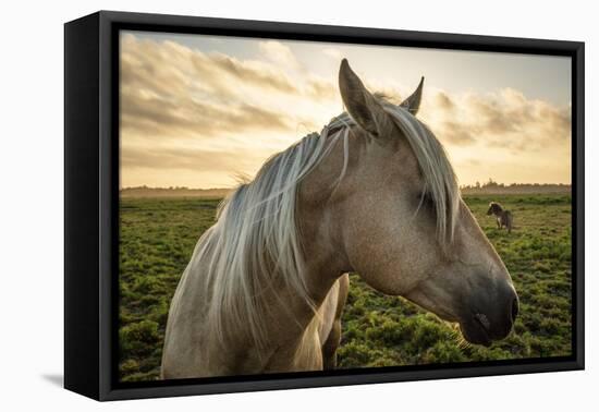Profile of a Horse, Close-Up, with a Mini Horse in the Background-Jeffrey Schwartz-Framed Premier Image Canvas