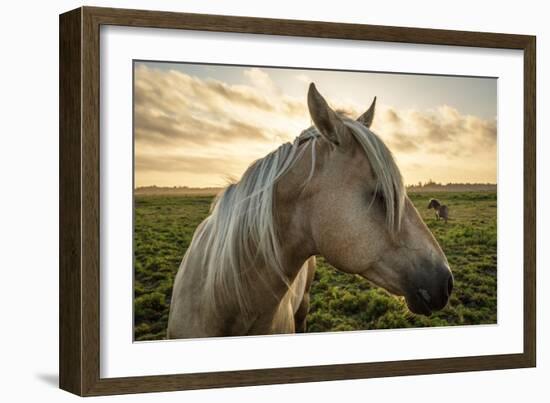 Profile of a Horse, Close-Up, with a Mini Horse in the Background-Jeffrey Schwartz-Framed Photographic Print