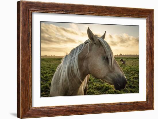 Profile of a Horse, Close-Up, with a Mini Horse in the Background-Jeffrey Schwartz-Framed Photographic Print