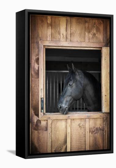 Profile of Black Horse Looking out Stable Window-elenathewise-Framed Premier Image Canvas