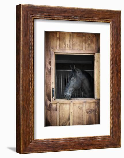 Profile of Black Horse Looking out Stable Window-elenathewise-Framed Photographic Print