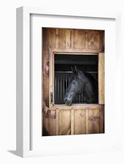 Profile of Black Horse Looking out Stable Window-elenathewise-Framed Photographic Print