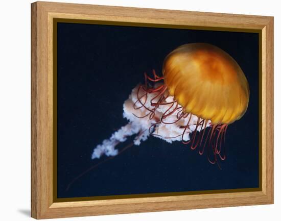 Profile of Floating Jellyfish with Trailing Tentacles.-Reinhold Leitner-Framed Premier Image Canvas