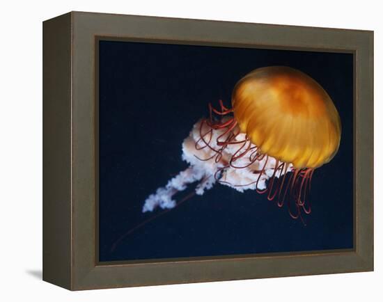 Profile of Floating Jellyfish with Trailing Tentacles.-Reinhold Leitner-Framed Premier Image Canvas