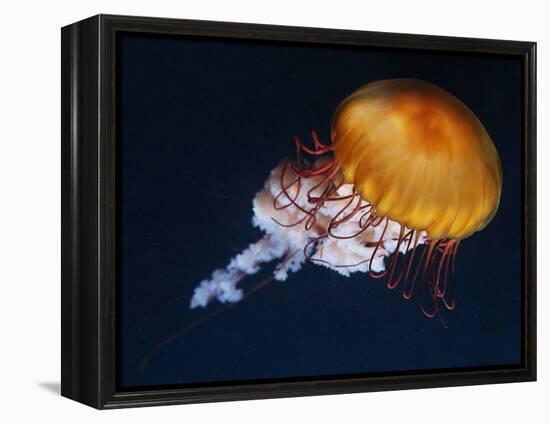 Profile of Floating Jellyfish with Trailing Tentacles.-Reinhold Leitner-Framed Premier Image Canvas