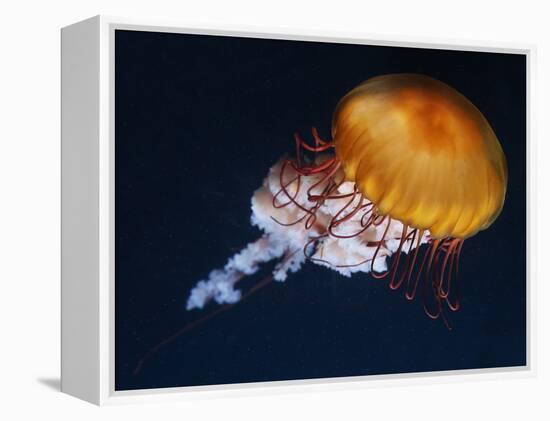 Profile of Floating Jellyfish with Trailing Tentacles.-Reinhold Leitner-Framed Premier Image Canvas