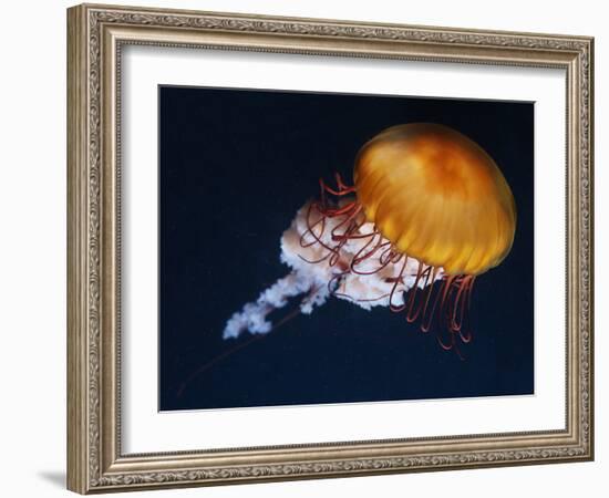 Profile of Floating Jellyfish with Trailing Tentacles.-Reinhold Leitner-Framed Photographic Print