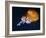 Profile of Floating Jellyfish with Trailing Tentacles.-Reinhold Leitner-Framed Photographic Print