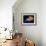 Profile of Floating Jellyfish with Trailing Tentacles.-Reinhold Leitner-Framed Photographic Print displayed on a wall