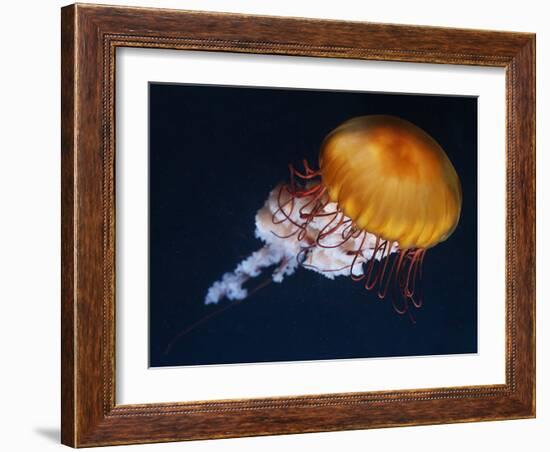 Profile of Floating Jellyfish with Trailing Tentacles.-Reinhold Leitner-Framed Photographic Print