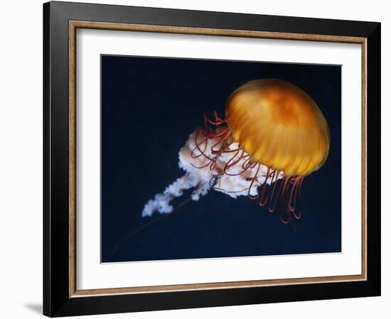 Profile of Floating Jellyfish with Trailing Tentacles.-Reinhold Leitner-Framed Photographic Print