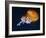 Profile of Floating Jellyfish with Trailing Tentacles.-Reinhold Leitner-Framed Photographic Print