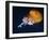 Profile of Floating Jellyfish with Trailing Tentacles.-Reinhold Leitner-Framed Photographic Print