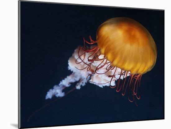 Profile of Floating Jellyfish with Trailing Tentacles.-Reinhold Leitner-Mounted Photographic Print