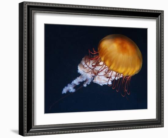 Profile of Floating Jellyfish with Trailing Tentacles.-Reinhold Leitner-Framed Photographic Print