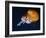 Profile of Floating Jellyfish with Trailing Tentacles.-Reinhold Leitner-Framed Photographic Print