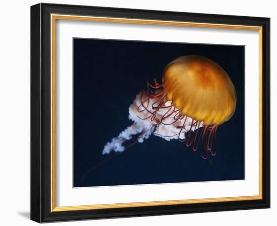 Profile of Floating Jellyfish with Trailing Tentacles.-Reinhold Leitner-Framed Photographic Print