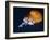 Profile of Floating Jellyfish with Trailing Tentacles.-Reinhold Leitner-Framed Photographic Print