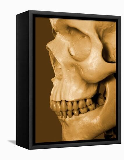 Profile of Human Skull-null-Framed Premier Image Canvas