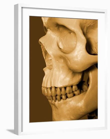 Profile of Human Skull-null-Framed Photographic Print