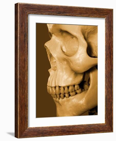 Profile of Human Skull-null-Framed Photographic Print