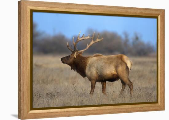 Profile Photo of a Male Elk-John Alves-Framed Premier Image Canvas