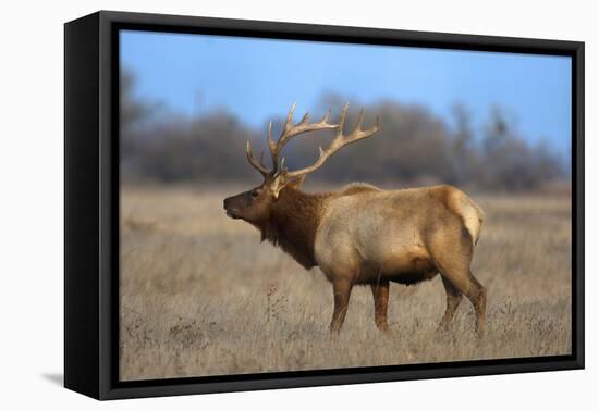 Profile Photo of a Male Elk-John Alves-Framed Premier Image Canvas