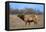 Profile Photo of a Male Elk-John Alves-Framed Premier Image Canvas