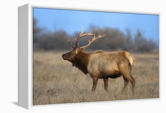 Profile Photo of a Male Elk-John Alves-Framed Premier Image Canvas