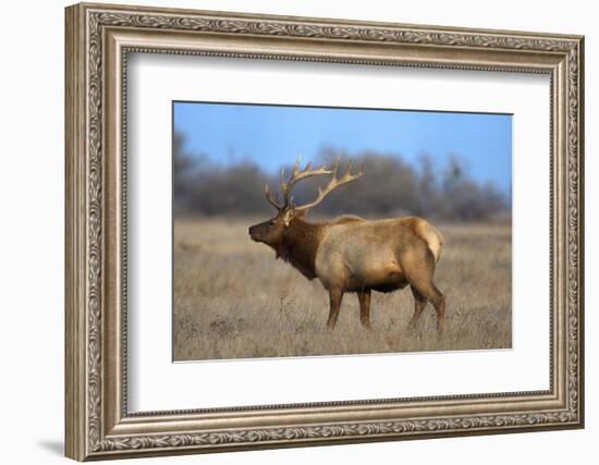 Profile Photo of a Male Elk-John Alves-Framed Photographic Print