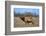 Profile Photo of a Male Elk-John Alves-Framed Photographic Print