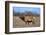 Profile Photo of a Male Elk-John Alves-Framed Photographic Print