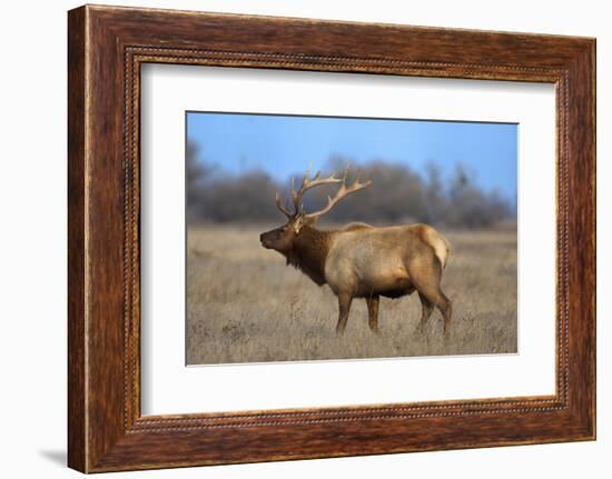 Profile Photo of a Male Elk-John Alves-Framed Photographic Print