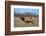 Profile Photo of a Male Elk-John Alves-Framed Photographic Print