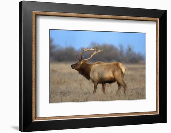 Profile Photo of a Male Elk-John Alves-Framed Photographic Print