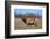 Profile Photo of a Male Elk-John Alves-Framed Photographic Print