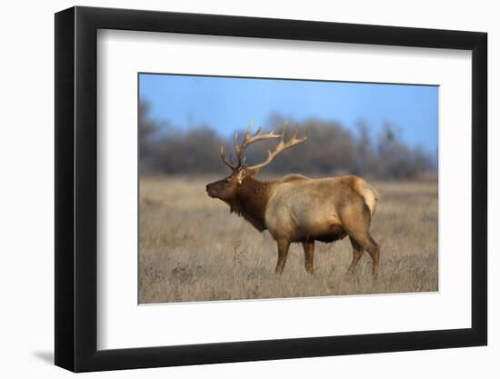 Profile Photo of a Male Elk-John Alves-Framed Photographic Print