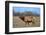 Profile Photo of a Male Elk-John Alves-Framed Photographic Print