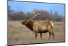 Profile Photo of a Male Elk-John Alves-Mounted Photographic Print