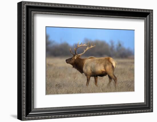 Profile Photo of a Male Elk-John Alves-Framed Photographic Print