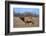 Profile Photo of a Male Elk-John Alves-Framed Photographic Print