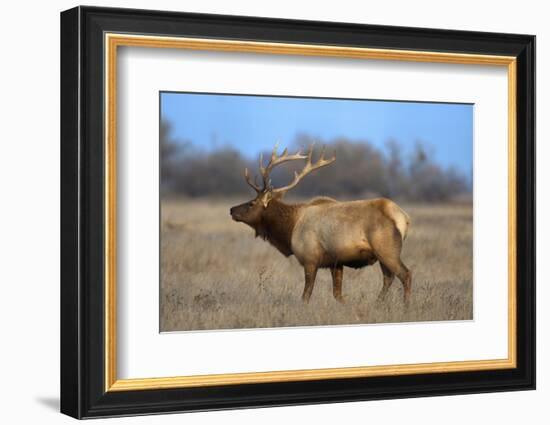 Profile Photo of a Male Elk-John Alves-Framed Photographic Print