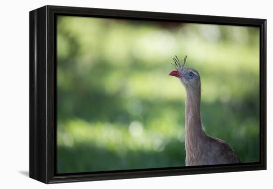 Profile Portrait of a Red-Legged Seriema-Alex Saberi-Framed Premier Image Canvas