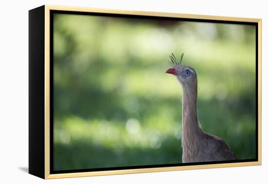 Profile Portrait of a Red-Legged Seriema-Alex Saberi-Framed Premier Image Canvas