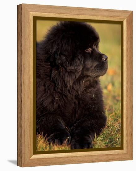 Profile Portrait of Young Black Newfoundland-Adriano Bacchella-Framed Premier Image Canvas