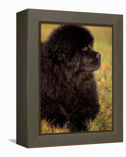 Profile Portrait of Young Black Newfoundland-Adriano Bacchella-Framed Premier Image Canvas