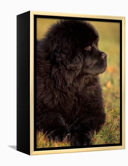 Profile Portrait of Young Black Newfoundland-Adriano Bacchella-Framed Premier Image Canvas