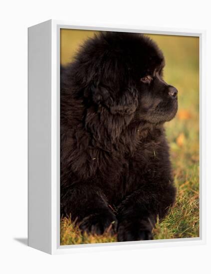 Profile Portrait of Young Black Newfoundland-Adriano Bacchella-Framed Premier Image Canvas