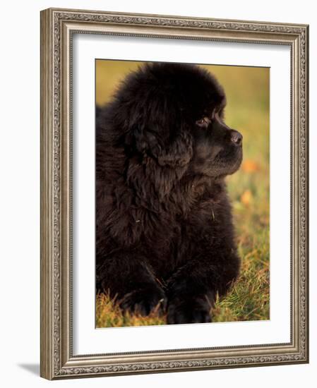 Profile Portrait of Young Black Newfoundland-Adriano Bacchella-Framed Photographic Print