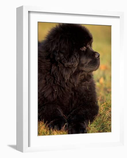 Profile Portrait of Young Black Newfoundland-Adriano Bacchella-Framed Photographic Print